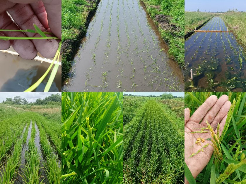 from left to right and top to bottom: Rice plant, rice field in May &ndash; June &ndash; July &ndash; August, rice grains in September