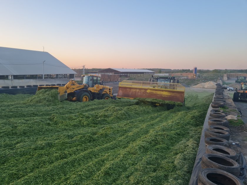 Chopping corn silage on the farm
