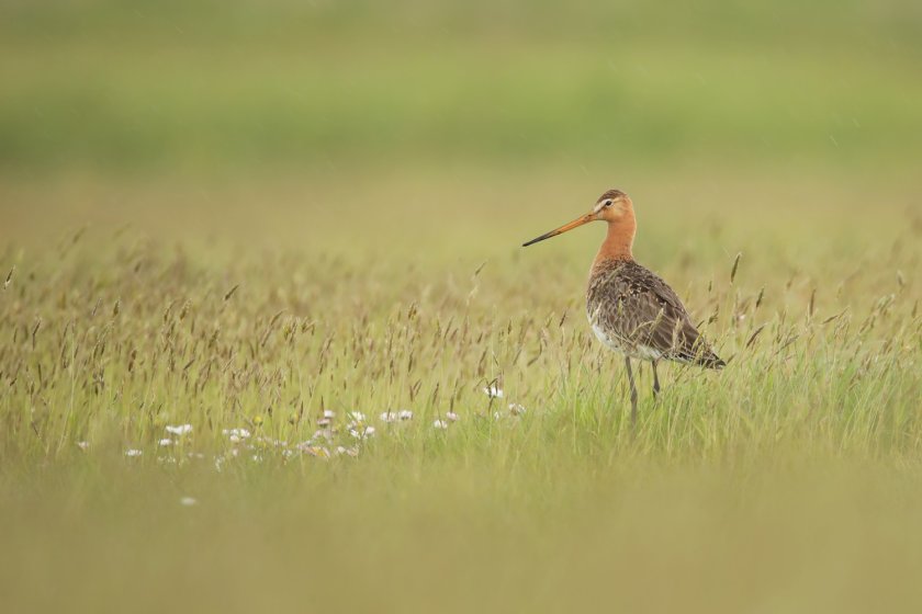 De grutto is een van de doelsoorten die minder snel in aantal afneemt in gebieden met ANLb dan in gebieden zonderANLb. Desalniettemin is dus nog steeds sprake van een afname. In het onderzoek is een positieve relatie gevonden tussen het aandeel van een gebied waar zwaar ANLb-beheer wordt uitgevoerd en de trend van de grutto. Deze uitkomst indiceert dat stabiele tot positieve trends van de grutto op gebiedsniveau te realiseren zijn middels het ANLb, maar dat hiervoor op een relatief groot aandeel van het gebied zwaar ANLb-beheer moet worden uitgevoerd (gemiddeld meer dan 50%, maar er is sprake van een grote spreiding, waarschijnlijk samenhangend met de kwaliteit van het beheer en het landschap). Foto: Thijs Glastra
